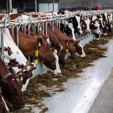 Capa niveladora agrícola 25 kg
